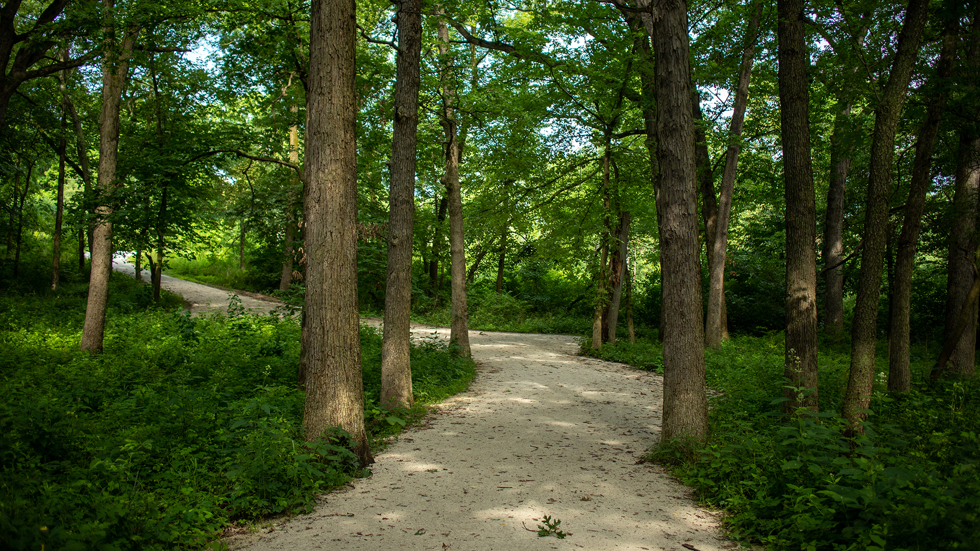 Fullersburg-Woods-summer-trail-1920x1080